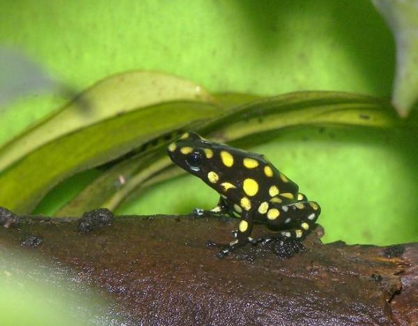 Los anfibios más venenosos del mundo: la rana venenosa arlequín (Oophaga histrionica)