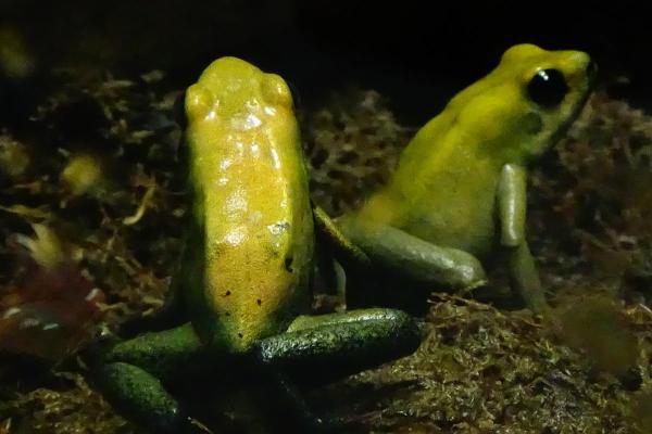 Los anfibios más venenosos del mundo: la rana venenosa de patas negras (Phyllobates bicolor)
