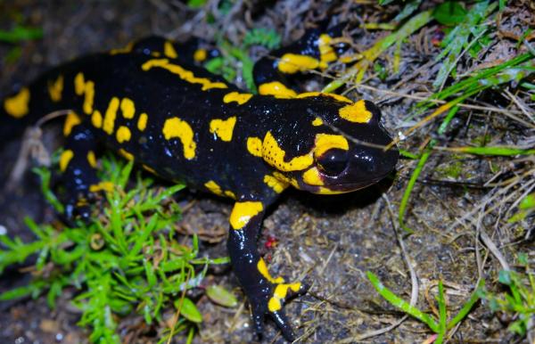 Los anfibios más venenosos del mundo - Salamandra (Salamandra salamandra)