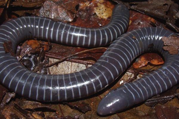 Los anfibios más venenosos del mundo - Otros anfibios venenosos del mundo