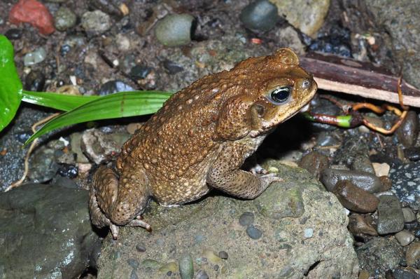 Los anfibios más venenosos del mundo - Sapo de caña (Rhinella marina)