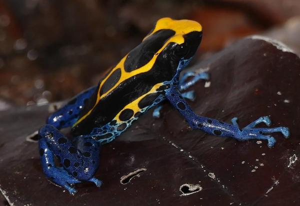 Los anfibios más venenosos del mundo - Rana dardo venenosa (Dendrobates tinctorius)