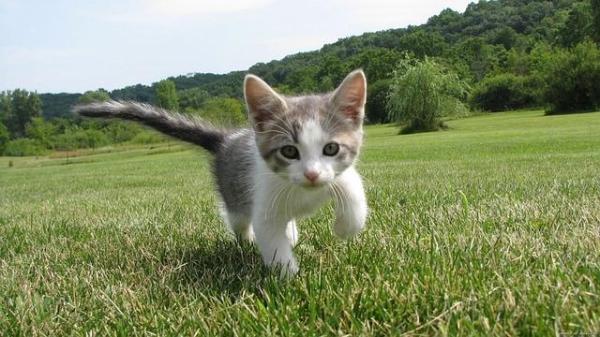 Qué hacer si encuentras un gato abandonado - Qué hacer si encuentras un gatito abandonado