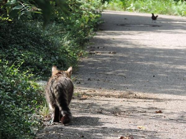 Qué hacer si encuentra un gato abandonado: dígale a la gente que ha encontrado un gato abandonado