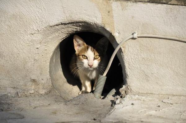 ¿Qué hacer si encuentro un gato abandonado? ¿Lo llevo o lo dejo?