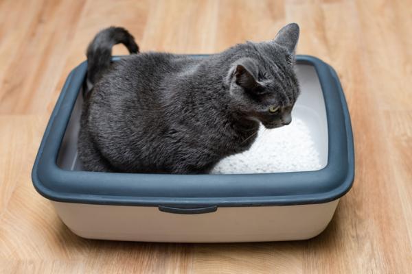 Carprofeno para gatos - Usos, Dosis y efectos secundarios - Efectos secundarios del carprofeno para gatos