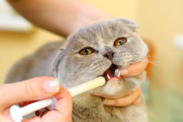 Carprofeno para gatos - Usos, Dosis y Efectos Secundarios - Dosis de carprofeno en gatos