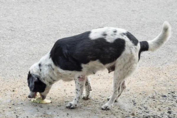 Aumento del apetito en perros - Polifagia - Síntomas de polifagia en perros