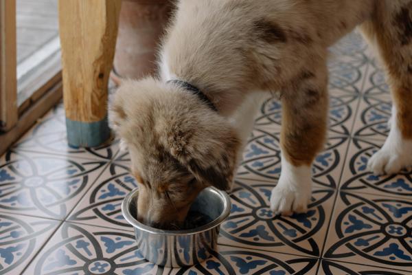 Aumento del Apetito en Perros - Polifagia - Prevención de la polifagia en perros