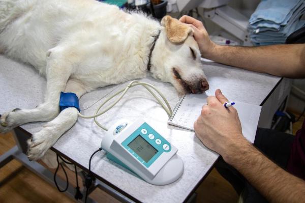 Aumento del apetito en perros - Polifagia - Diagnóstico de polifagia en perros