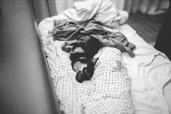 ¿Qué alimentos debe comer un perro con enfermedad renal? - Perros con enfermedad renal: dieta