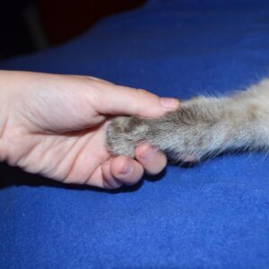 Cómo Entrenar a Tu Gato Para Que Dé Su Pata