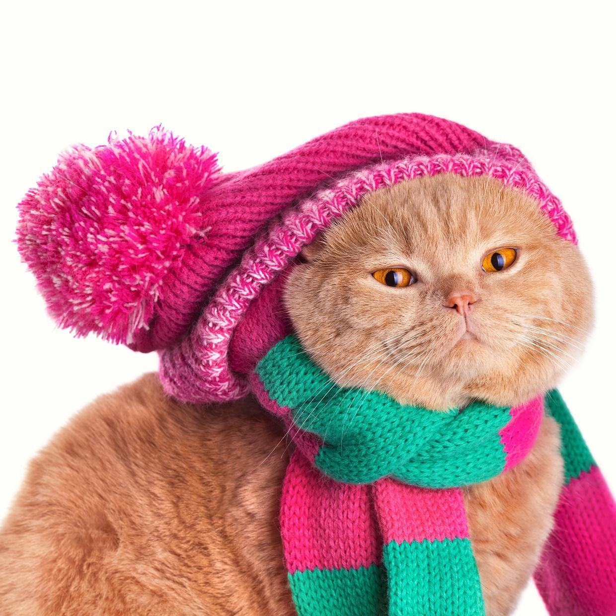 ¿los Gatos Sienten El Frío?