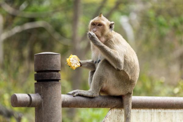 Los monos como mascotas: pautas y consejos básicos - ¿Qué necesitan los monos en cautiverio?