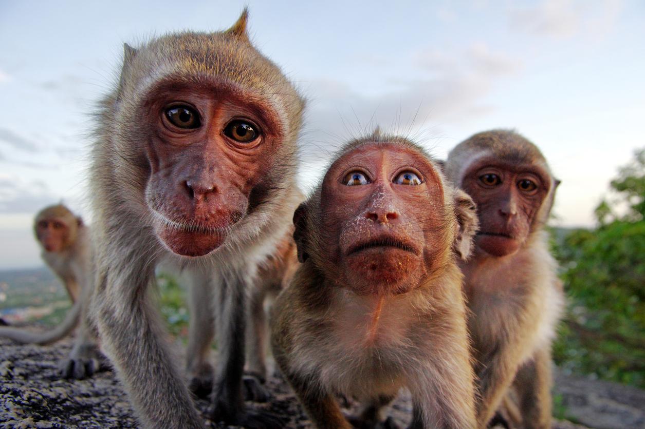 Monos Como Mascotas: Pautas Y Consejos Básicos
