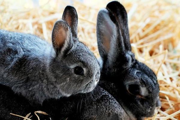 ¿Cuánta comida debe comer un conejo? - Qué alimentar a un conejito