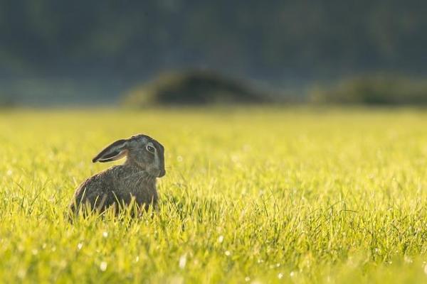 ¿Cuánta comida debe comer un conejo? - Qué alimentar a los conejos mayores a partir de los 6 años