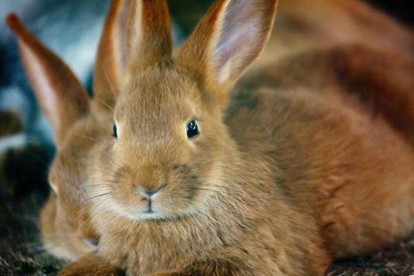 ¿Cuánta comida debe comer un conejo?  - Qué alimentar a un conejo de 8 meses a 5 años