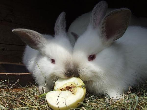 ¿Cuánta comida debe comer un conejo? - Las frutas son buenas, pero en porciones pequeñas.