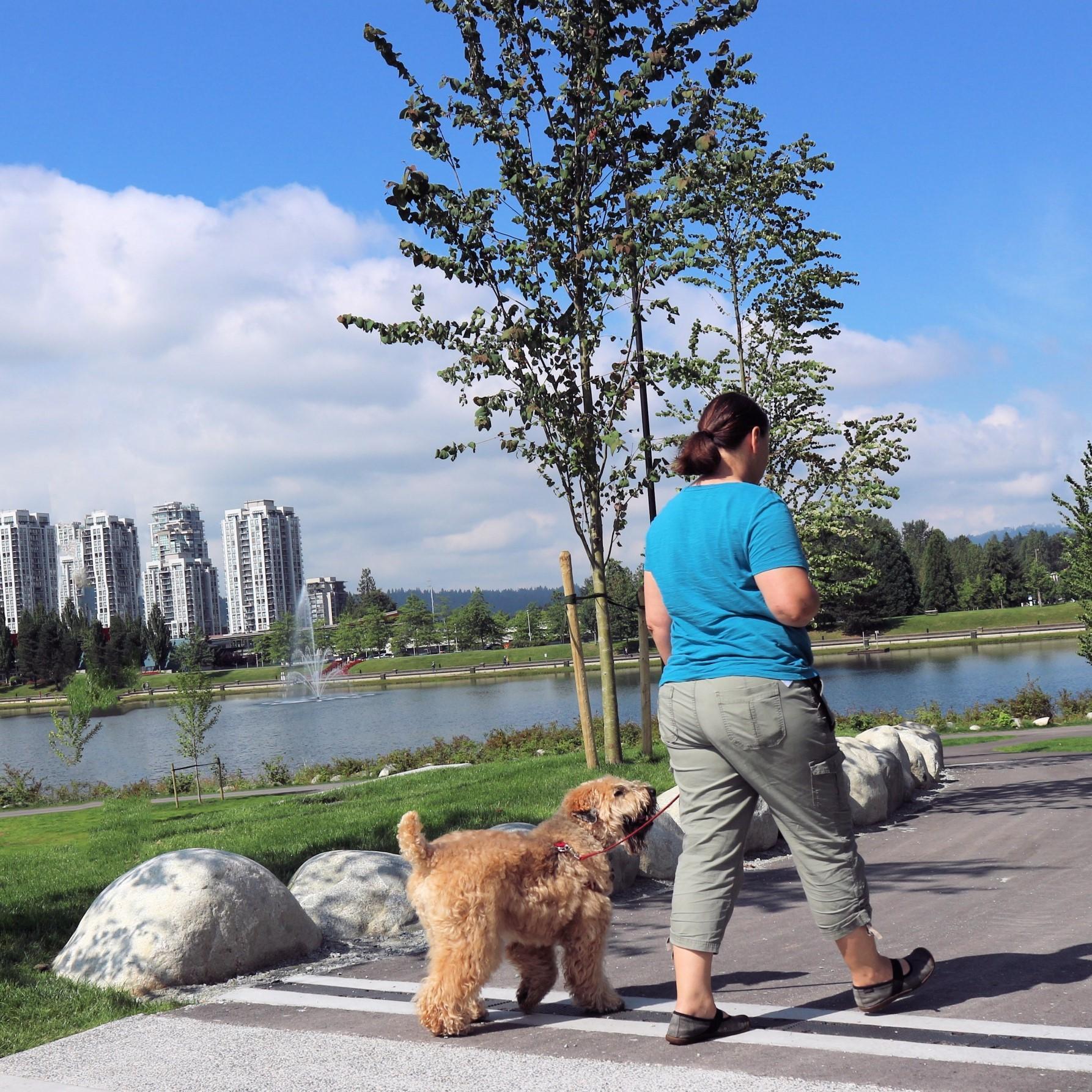 ¿Debo Pasear a Mi Perro Antes O Después De Las Comidas? ¿debo Pasear a Mi Perro Antes O Después De Las