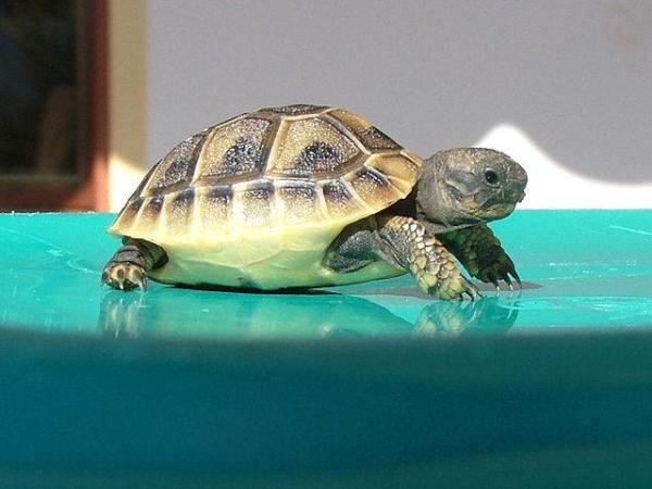 ¿Qué reptiles son herbívoros? - la tortuga de Hermann