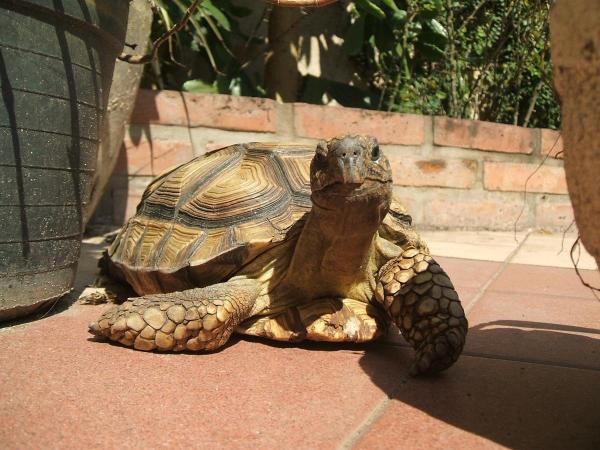 ¿Qué reptiles son herbívoros? - tortuga argentina