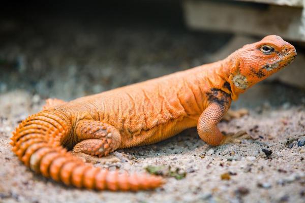 ¿Qué reptiles son herbívoros? - El lagarto de cola espinosa del Sahara