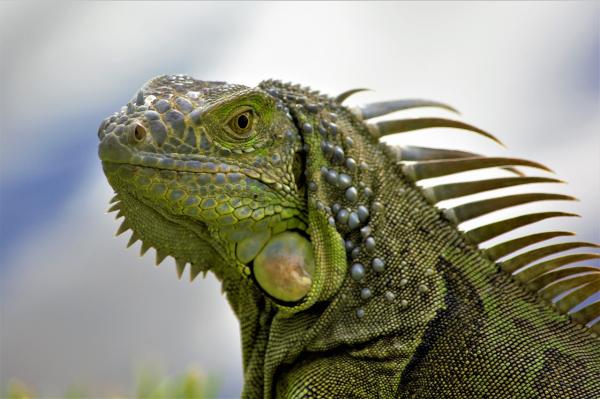 ¿Qué reptiles son herbívoros? - iguana verde