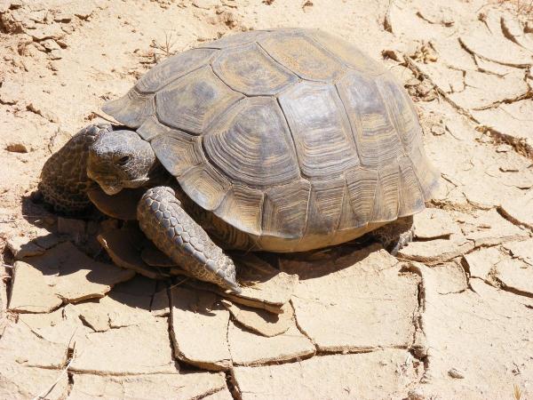 ¿Qué reptiles son herbívoros? - tortuga mexicana
