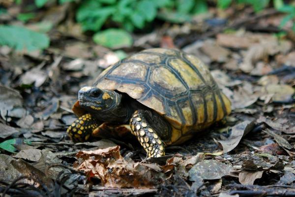 ¿Qué reptiles son herbívoros? - tortuga colombiana