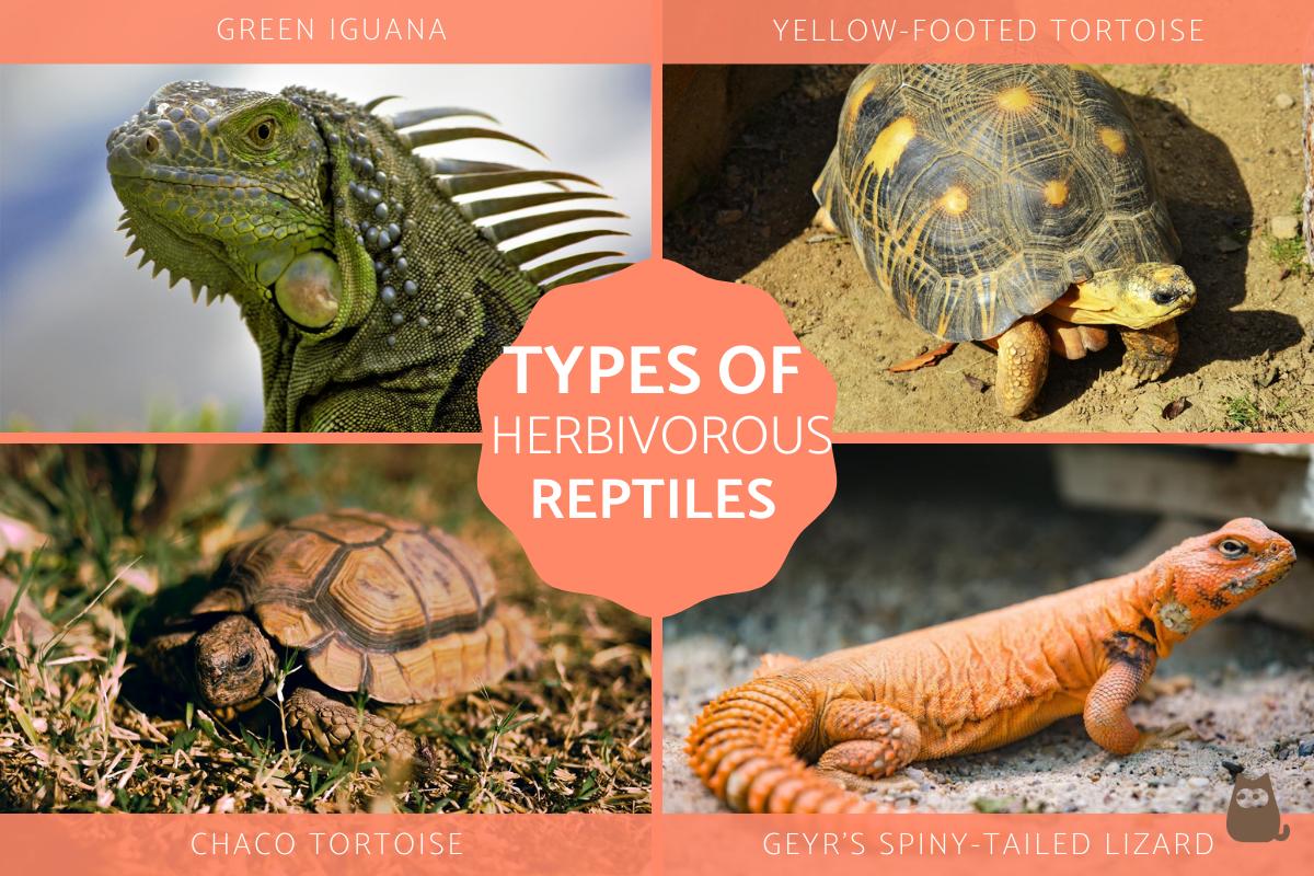 ¿Qué Reptiles Son Herbívoros? ¿qué Reptiles Son Herbívoros?