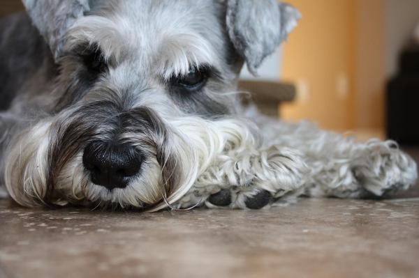 Nombres para perros Schnauzer - Mejores nombres para perras Schnauzer hembra