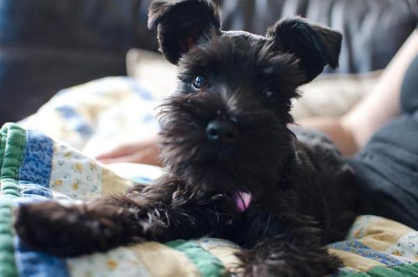 Nombres para perros Schnauzer - Mejores nombres para perros Schnauzer machos