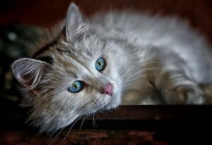 Nombres Kurdos Para Gatos