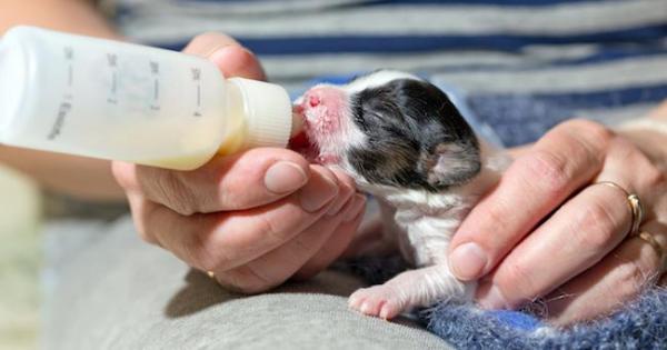 Neumonía en Perros - Síntomas, Causas y Tratamiento - Neumonía por aspiración en perros