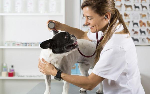 Neumonía en Perros - Síntomas, Causas y Tratamiento - Cuidando a un perro con neumonía