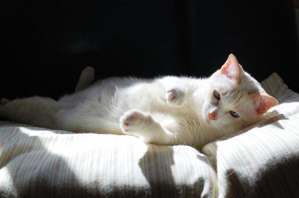 Cuidando a un gato albino - La epidermis de los gatos albinos