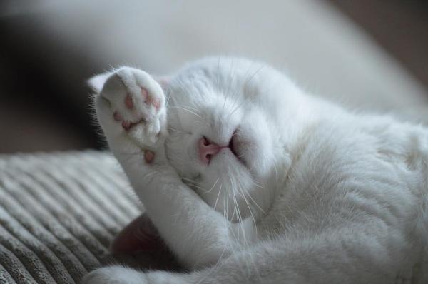 Cuidando a un gato albino - La ceguera en los gatos albinos