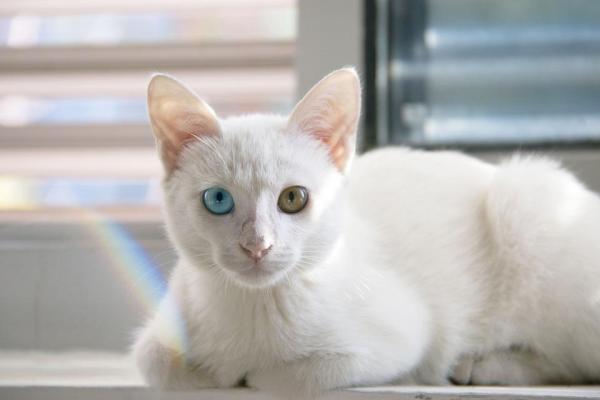 Cuidando a un Gato Albino - Sordera en gatos albinos