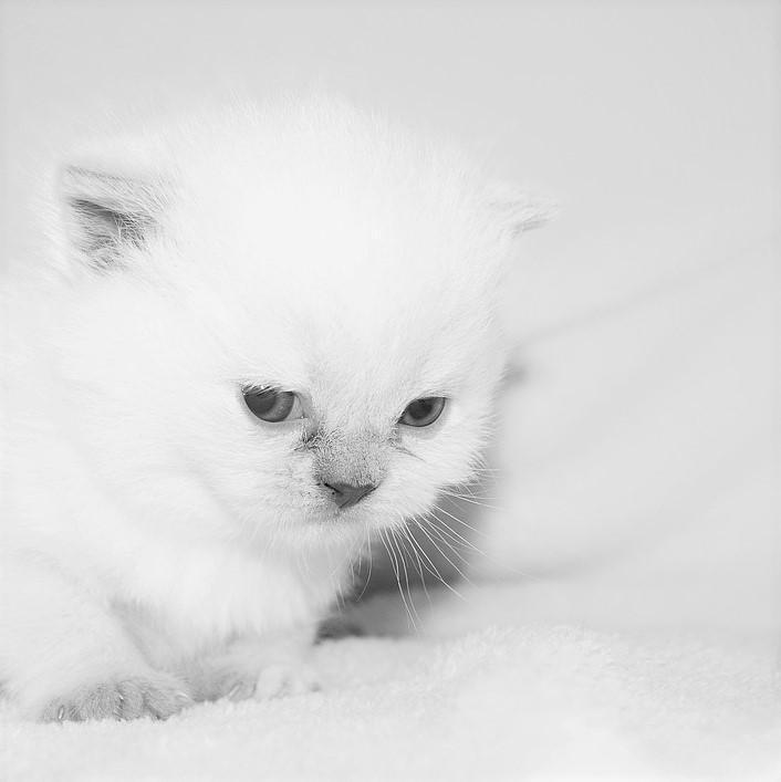 Cuidando a Un Gato Albino