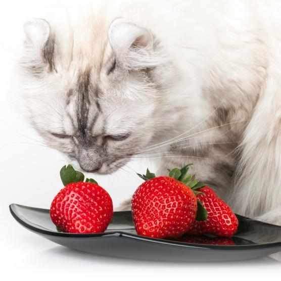¿qué Alimentos Humanos Pueden Comer Los Gatos?