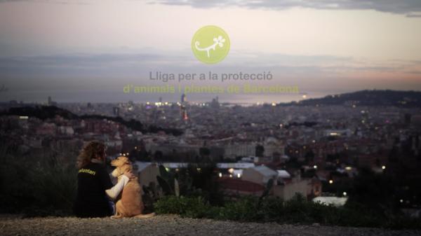 ¿Dónde se puede adoptar un perro en Barcelona?  - La Lliga