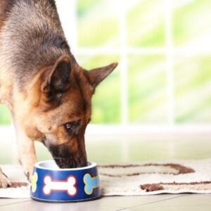 Una Dieta Natural Para Perros