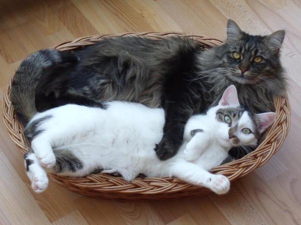 Cuidando a un gato Maine Coon - Viviendo con un gato Maine Coon