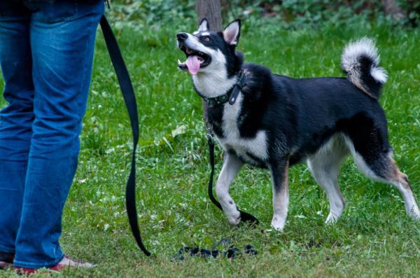 Consejos para evitar que un perro tire de la correa - Problemas habituales al enseñarle a pasear contigo