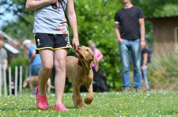 Consejos para evitar que un perro tire de la correa - Enséñele a su perro a caminar a su lado
