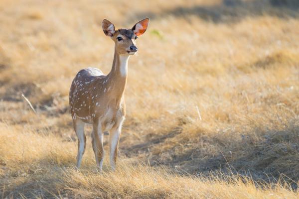 Ciervos como mascotas: pautas y consejos: creación de un buen hábitat para un venado como mascota