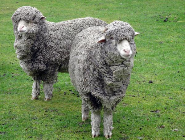 ¿Cuál es la diferencia entre una cabra y una oveja? - Diferencias de pelaje entre cabras y ovejas.