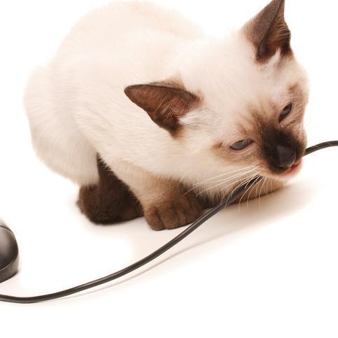 Consejos Para Evitar Que Su Gato Mastique Cables