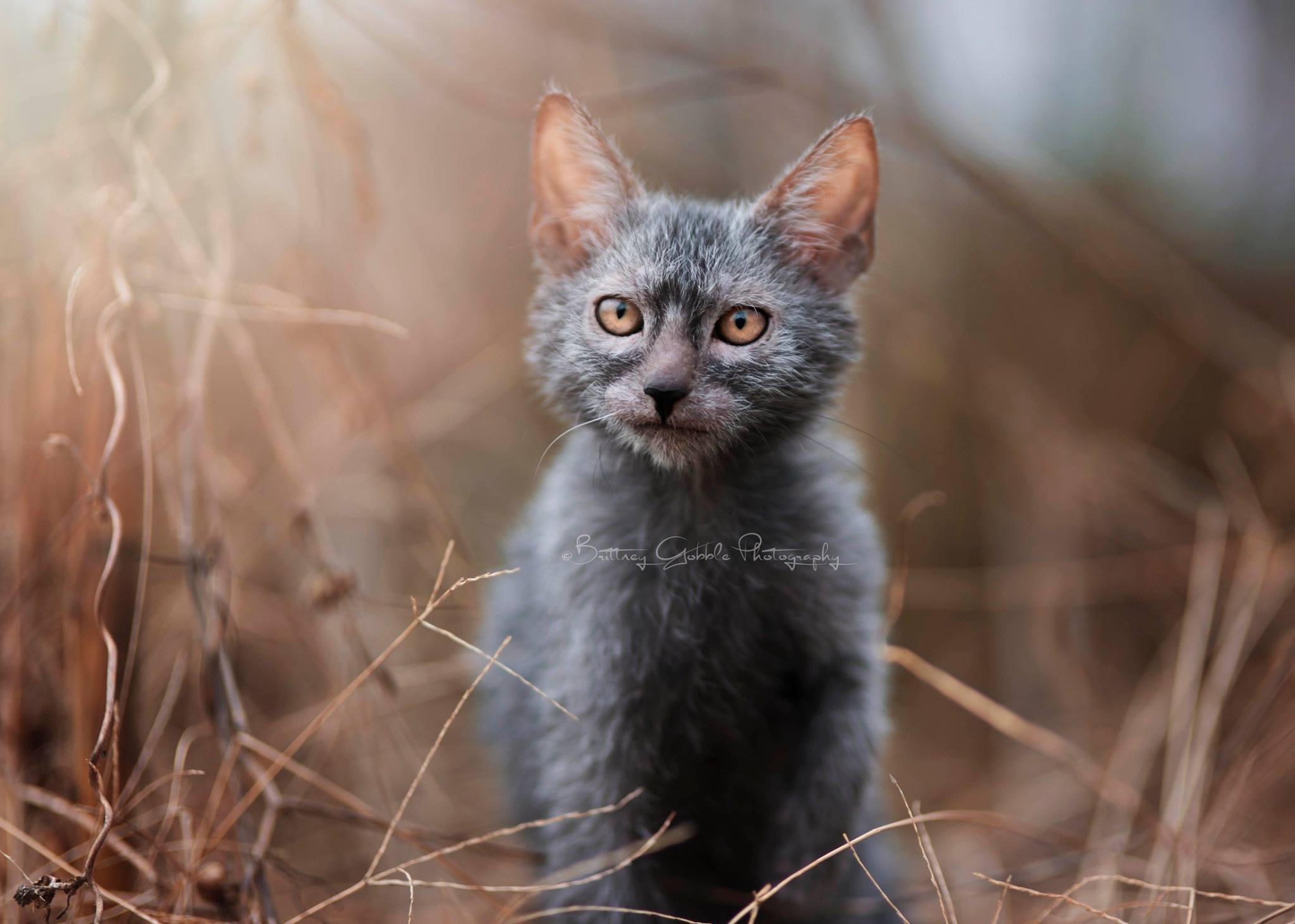 ¿Qué Es Un Gato Lykoi O Hombre Lobo? ¿qué Es Un Gato Lykoi O Hombre Lobo?